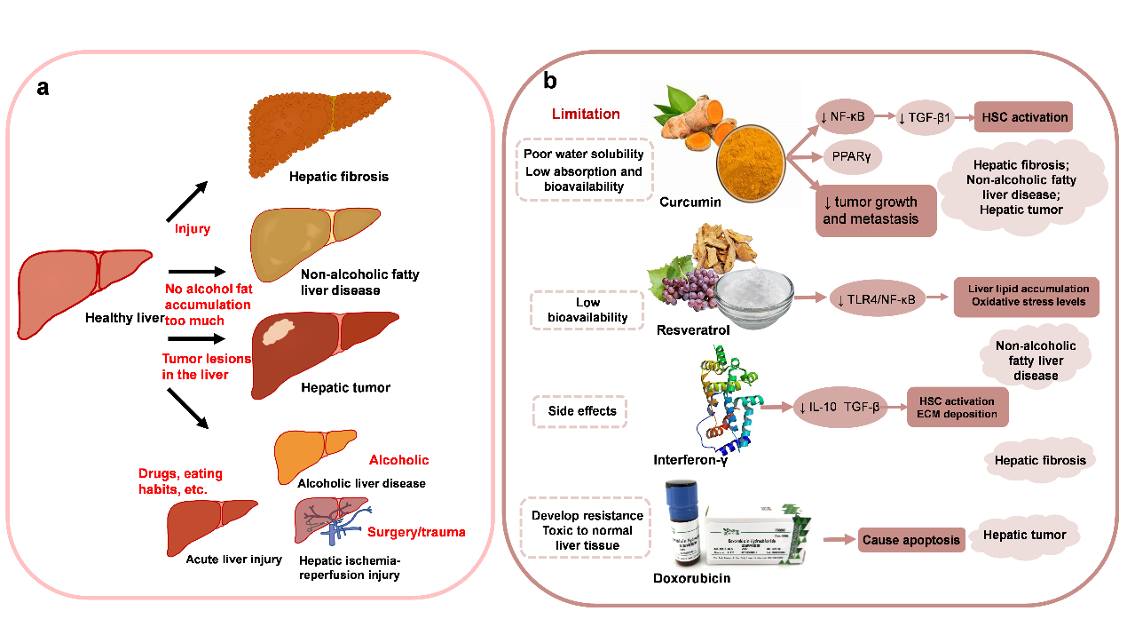 Targeted Food-Grade Delivery Systems for Liver Injury Intervention: A ...